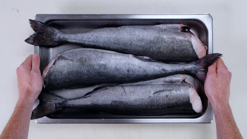 Fresh Wild BC Whole Black Cod (Sablefish)
