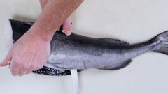 Fresh Wild BC Whole Black Cod (Sablefish)