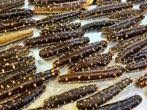 Frozen Whole Cooked Wild BC Sea Cucumber