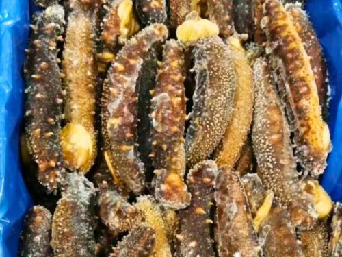 Frozen Whole Cooked Wild BC Sea Cucumber