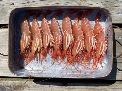 RICHMOND PICK-UP: Live BC *JUMBO SIZES* Spot Prawns Pre-order (lb)
