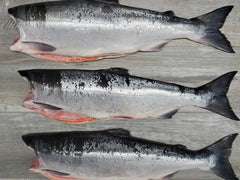 Fresh Wild BC Whole Red Spring Salmon