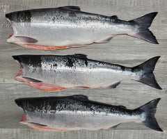 Fresh Wild BC Sockeye Salmon 30lb *KEPT WHOLE*