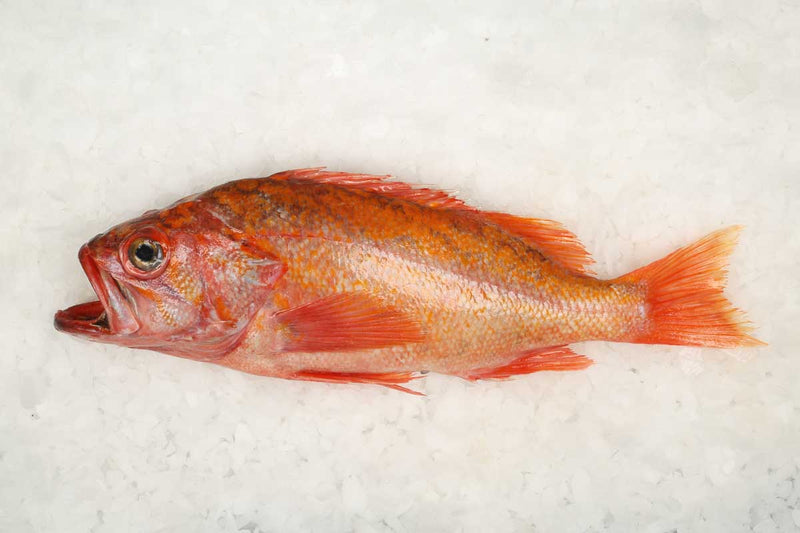 Fresh Whole Rockfish Mixed