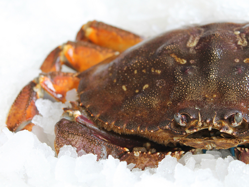 Reserve live BC Dungeness Crab (deposit)