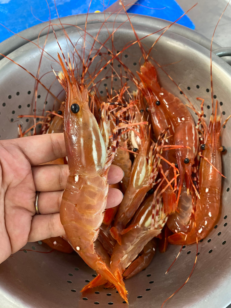 FALSE CREEK PICK-UP: Live BC Spot Prawns Pre-order