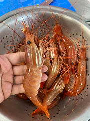 FALSE CREEK PICK-UP: Live BC Spot Prawns Pre-order