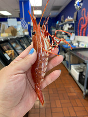 FALSE CREEK PICK-UP: Live BC Spot Prawns Pre-order