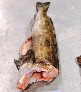 Fresh Wild BC Whole Ling Cod