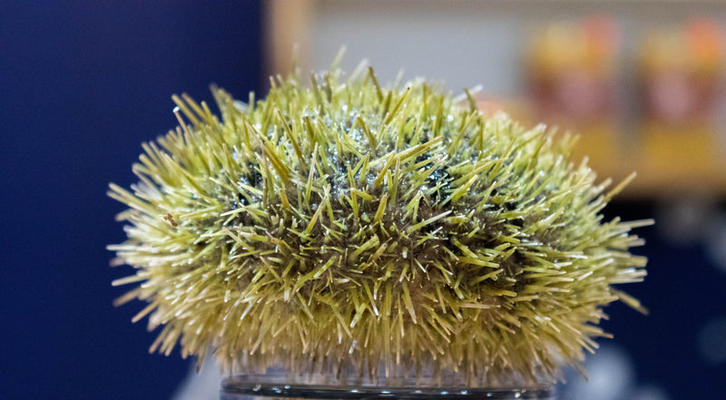 Live BC Green Sea Urchin (3 pcs) PICK UP ONLY